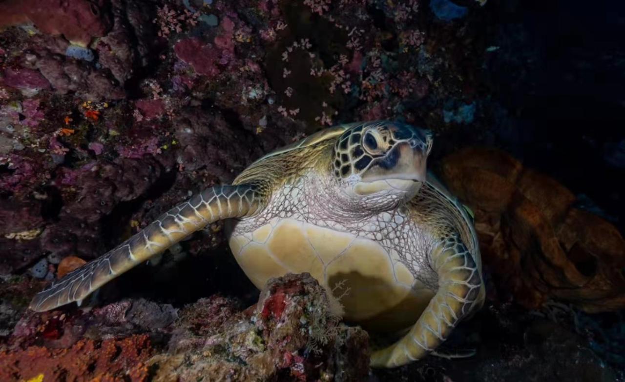 Ultra Mint Dive Resort Đảo Đảo Panglao Ngoại thất bức ảnh